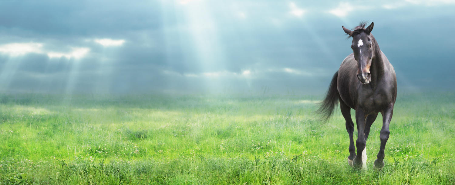 adobestock_63054878.jpeg